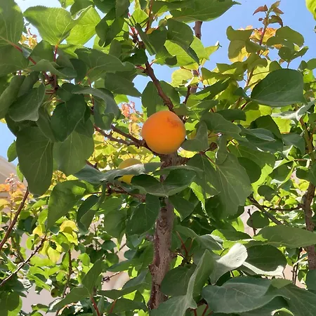 Aurantia Open Space Di Sulemmari * Scoglitti