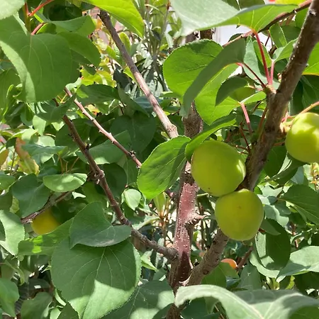 Prázdninový dům Aurantia Open Space Di Sulemmari